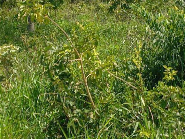 Fazenda venda em São Lourenço de Fátima, Juscimeira