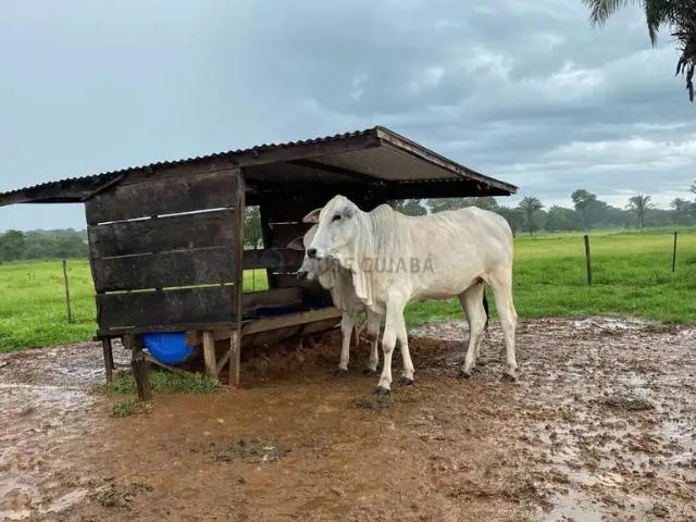 Fazenda venda em Região Geográfica Imediata de Jaciara, Juscimeira