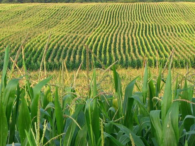 Fazenda venda em Lapa