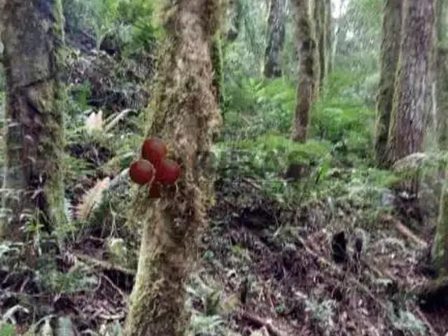 Fazenda venda em Região Geográfica Imediata de São Bento do Sul-Rio Negrinho, São Bento do Sul
