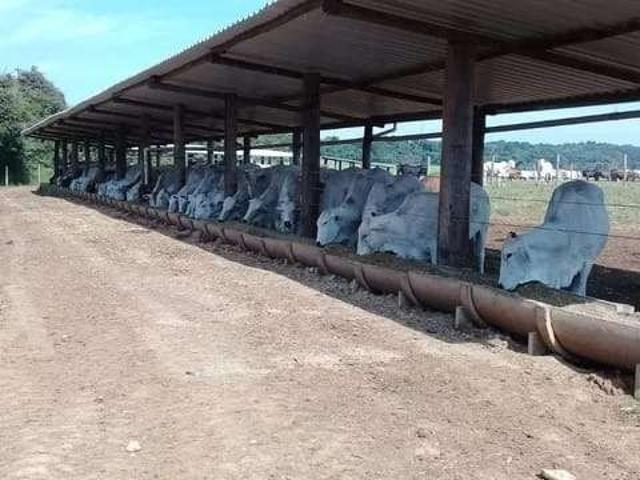 Fazenda venda em Região Imediata de Piracicaba, Laranjal Paulista