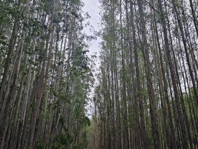 Fazenda venda em Residencial dos Ipês, Lavrinhas