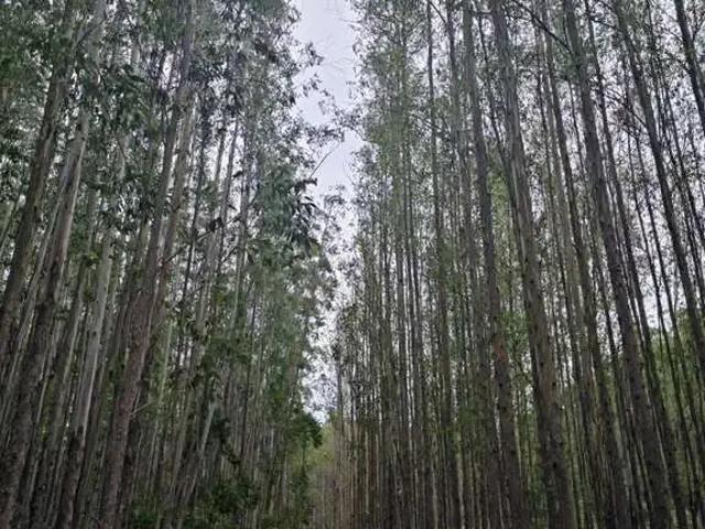 Fazenda venda em Região Imediata de Cruzeiro, Região Metropolitana do Vale do Paraíba e Litoral Norte