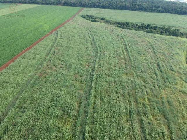 Fazenda venda em Região Geográfica Imediata de Cornélio Procópio-Bandeirantes, Leópolis