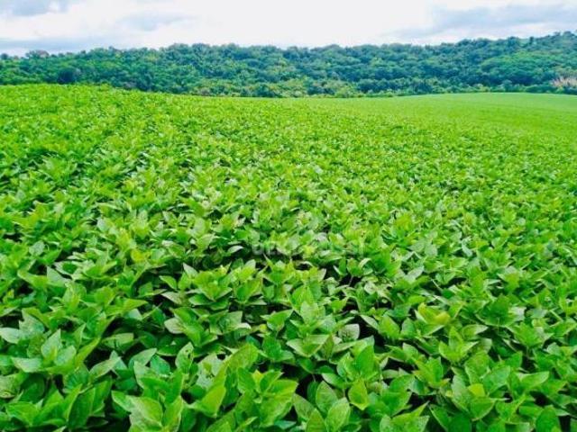 Sítio e chácara venda em Região Geográfica Imediata de Londrina, Londrina