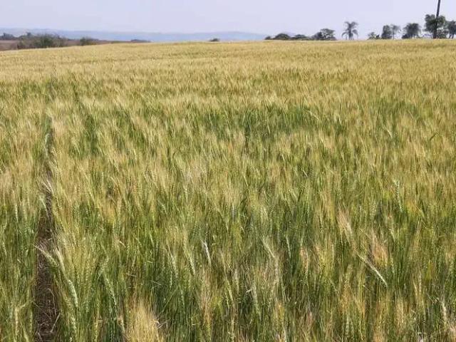 Fazenda venda em Região Geográfica Imediata de Londrina, Londrina