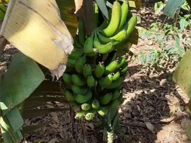 Fazenda venda em Região Geográfica Imediata de Londrina, Londrina