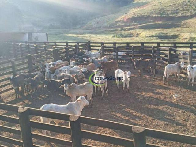Fazenda venda em Região Imediata de Guaratinguetá, Região Metropolitana do Vale do Paraíba e Litoral Norte