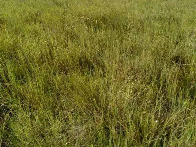 Fazenda venda em Região Geográfica Imediata de Confresa - Vila Rica, Luciara