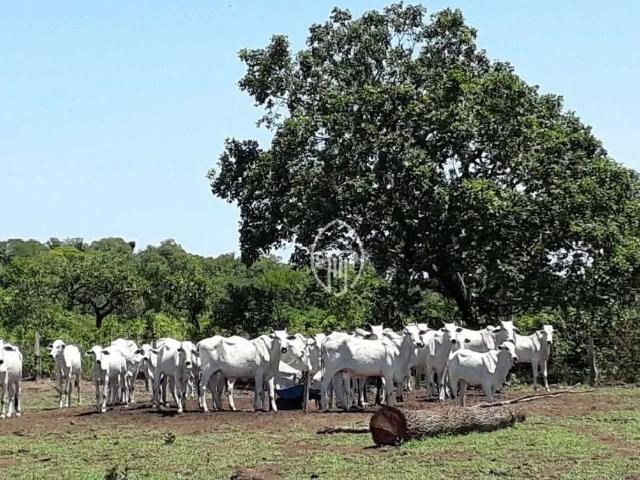 Fazenda venda em Região Geográfica Imediata de Confresa - Vila Rica, Luciara