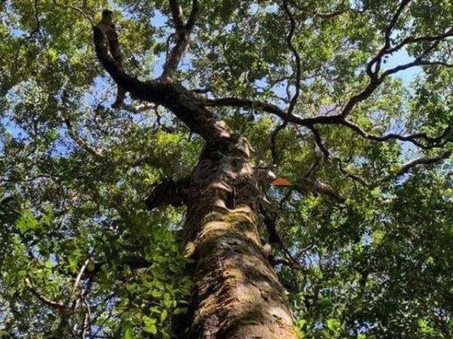 Fazenda venda em Região Geográfica Imediata de Manaus, Itamarati