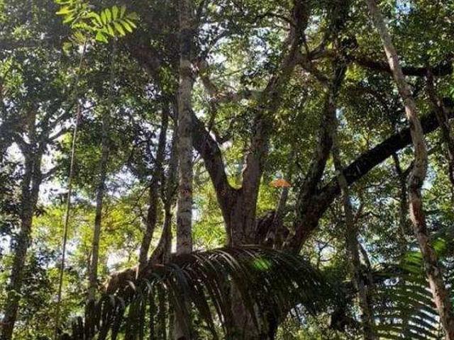 Fazenda venda em Região Geográfica Imediata de Manaus, Itamarati