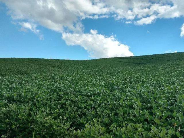 Fazenda venda em Areia Branca dos Assis, Mandirituba