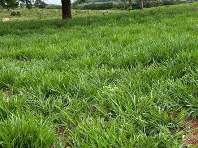 Fazenda venda em Região Imediata de Avaré, Manduri