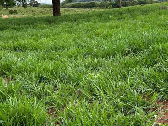Fazenda venda em Manduri