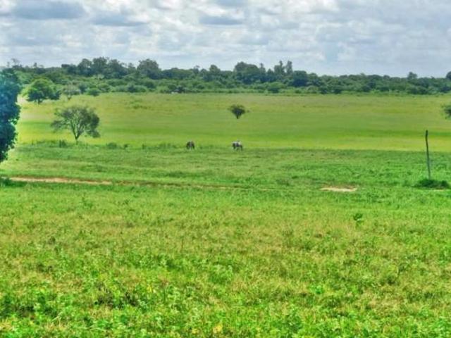 Sítio e chácara venda em Região Geográfica Imediata de Janaúba, Manga