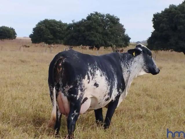 Fazenda venda em Região Geográfica Imediata de Janaúba, Manga