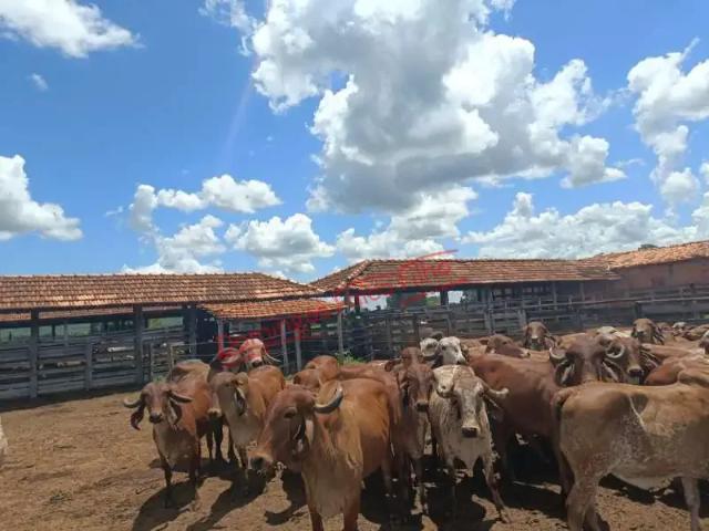 Fazenda venda em Região Geográfica Imediata de Catalão, Davinópolis