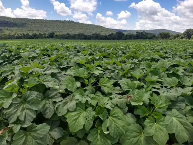 Fazenda venda em Região Geográfica Imediata de Janaúba, Manga