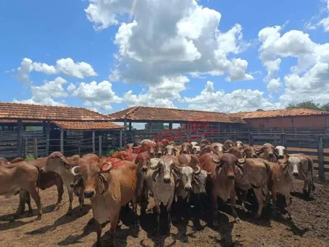 Fazenda venda em Região Geográfica Imediata de Janaúba, Manga