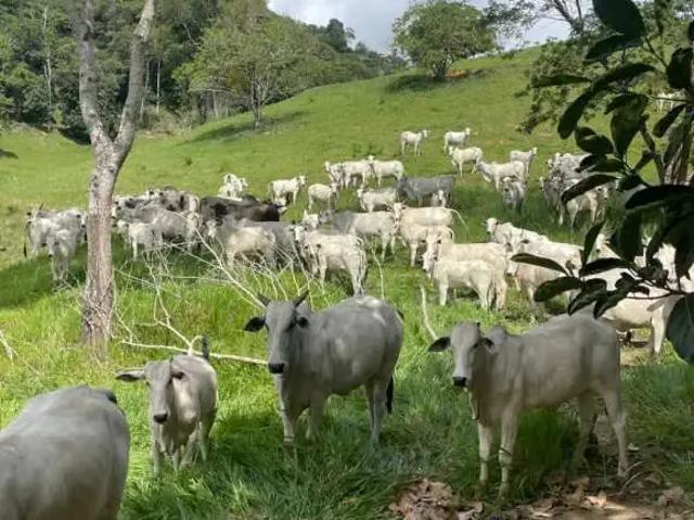 Fazenda venda em Maraial, Região Nordeste