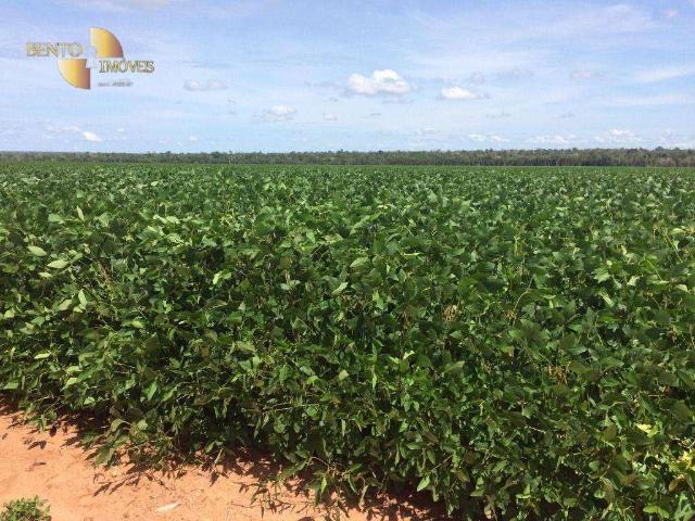 Fazenda venda em Marcelândia, Região Geográfica Intermediária de Sinop