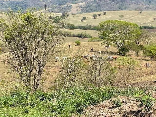 Fazenda venda em Região Imediata de Marília, Marília