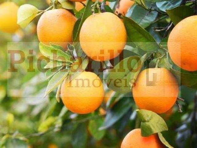 Fazenda venda em Região Imediata de Marília, Marília