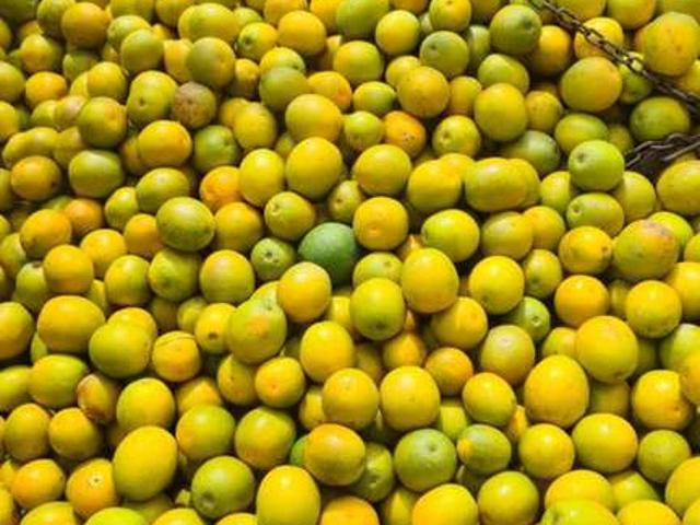 Fazenda venda em Marília