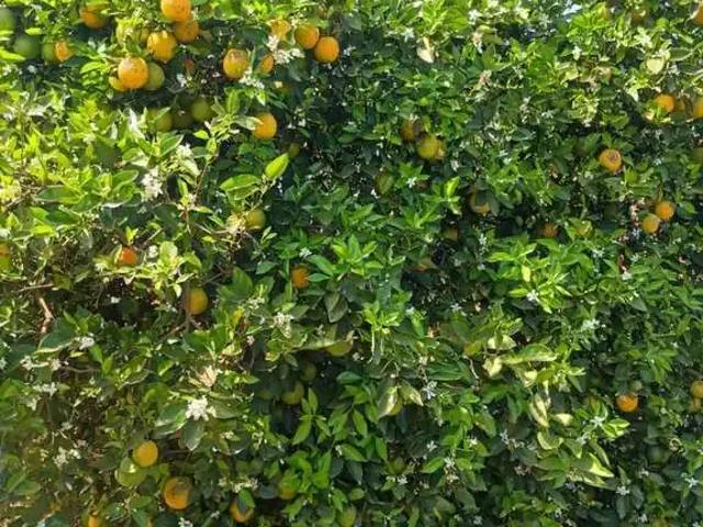 Fazenda venda em Região Imediata de Marília, Marília