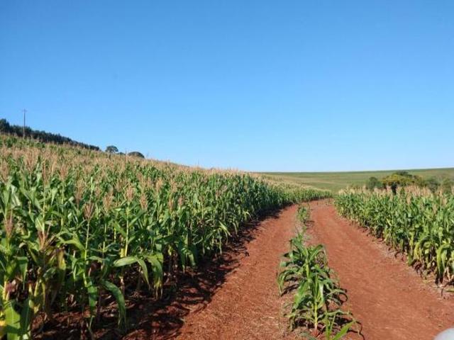 Sítio e chácara venda em Região Geográfica Imediata de Maringá, Maringá