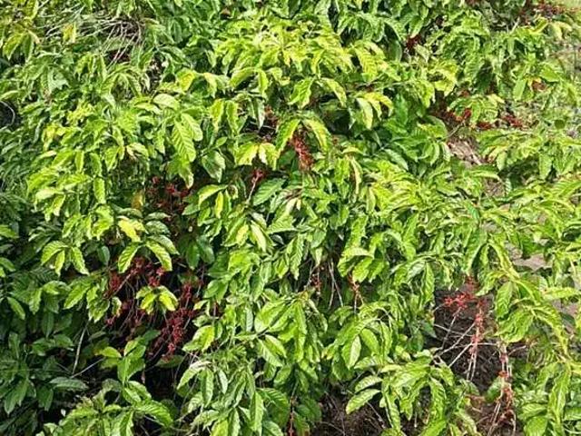 Fazenda venda em Região Geográfica Imediata de Cachoeiro de Itapemirim, Mimoso do Sul