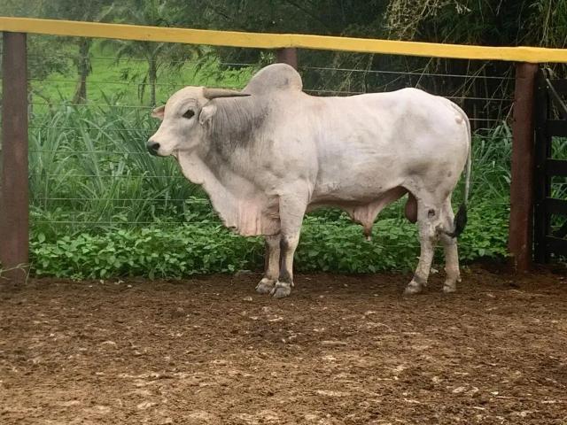 Fazenda venda em Região Geográfica Imediata de Cachoeiro de Itapemirim, Mimoso do Sul