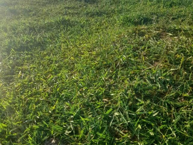 Fazenda venda em Mimoso do Sul, Região Geográfica Intermediária de Cachoeiro de Itapemirim