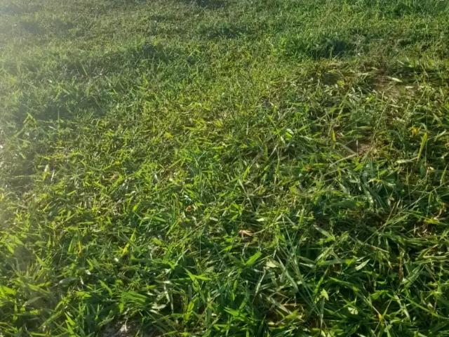 Fazenda venda em Região Geográfica Imediata de Cachoeiro de Itapemirim, Mimoso do Sul
