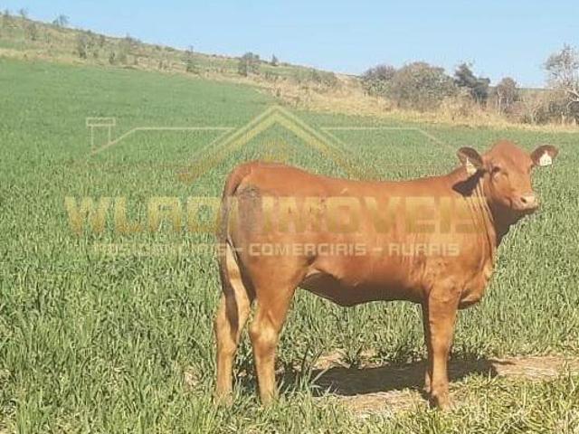 Sítio e chácara venda em Região Geográfica Imediata de Caxambu - Baependi, Minduri