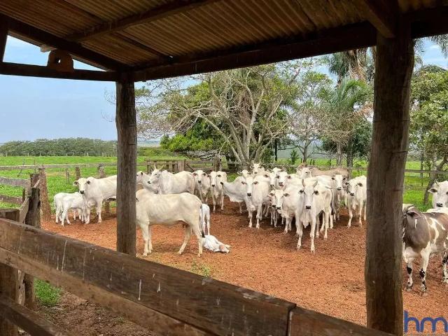 Fazenda venda em Região Geográfica Imediata de Jataí-Mineiros, Mineiros