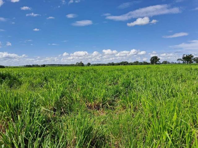 Fazenda venda em Região Imediata de Fernandópolis, Mira Estrela