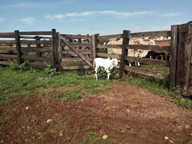 Fazenda venda em Miracema do Tocantins, Região Norte