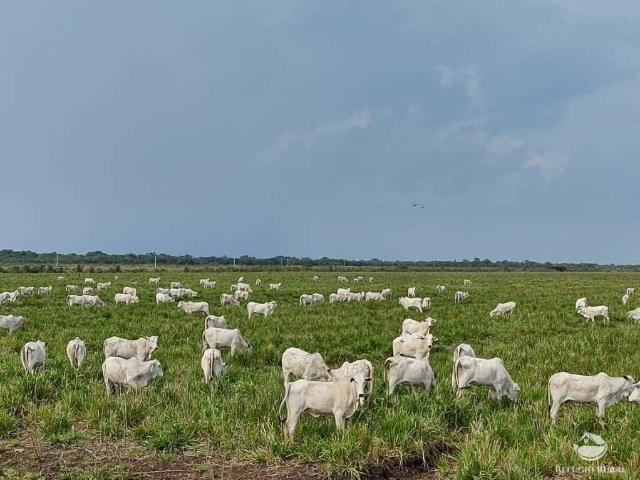 Fazenda venda em Miranda, Juscelino Kubitscheck
