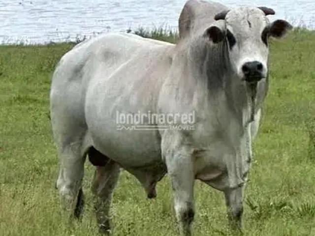 Fazenda venda em Região Geográfica Imediata de Aquidauana - Anastácio, Miranda
