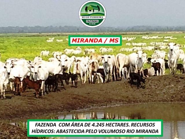 Fazenda venda em Miranda, Miranda
