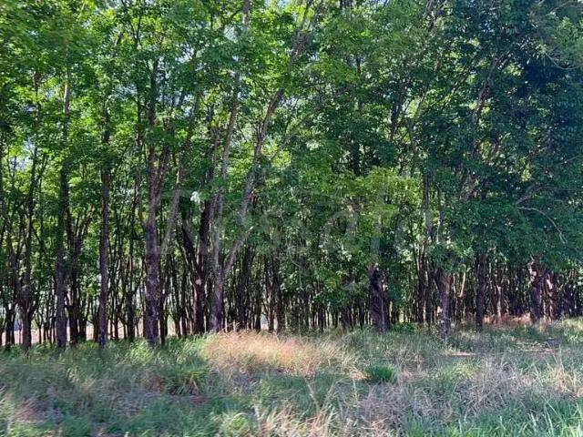 Fazenda venda em Região Imediata de Andradina, Mirandópolis