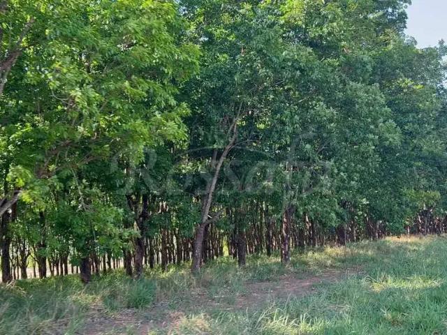 Fazenda venda em Região Imediata de Andradina, Mirandópolis
