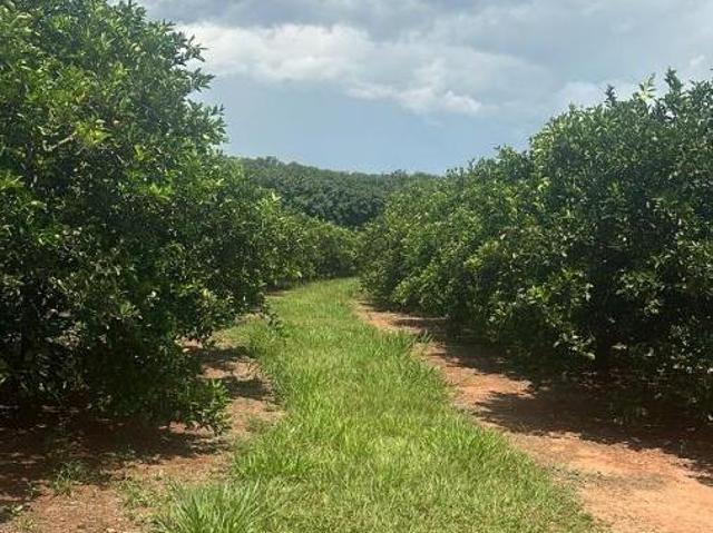 Sítio e chácara venda em Região Imediata de São José do Rio Preto, Região Metropolitana de São José do Rio Preto
