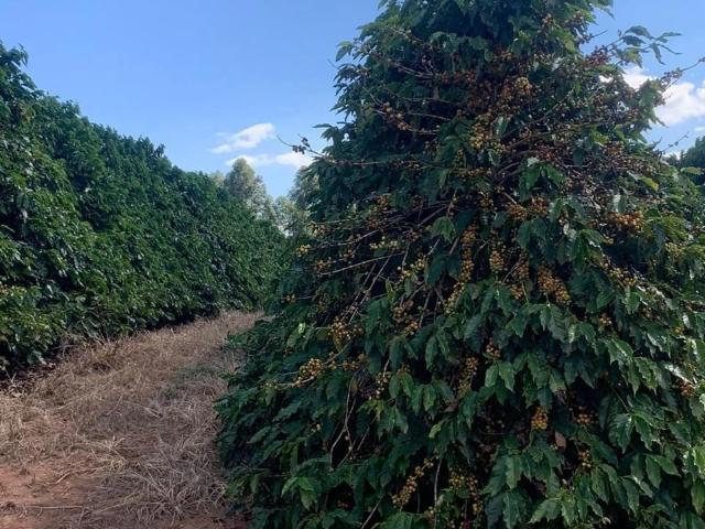 Fazenda venda em Mococa, Região Geográfica Intermediária de Campinas
