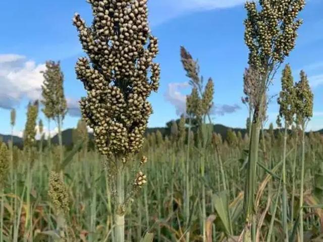 Fazenda venda em Região Geográfica Imediata de Posse-Campos Belos, Monte Alegre de Goiás
