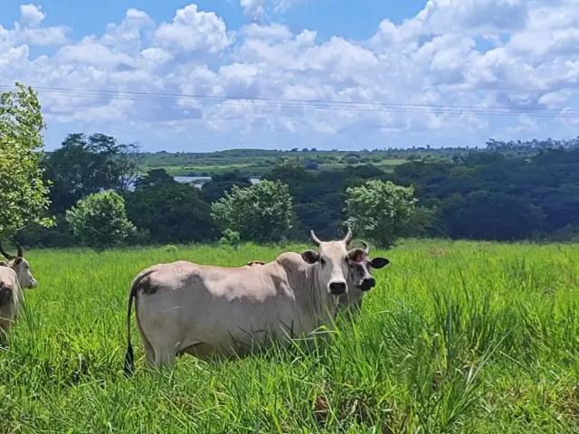 Fazenda venda em Região Geográfica Imediata de Natal, Monte Alegre