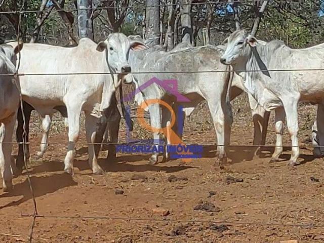 Fazenda venda em Região Geográfica Imediata de Abaeté, Morada Nova de Minas