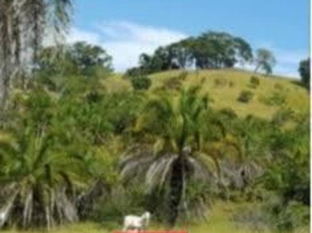 Sítio e chácara venda em Região Geográfica Imediata de Caldas Novas-Morrinhos, Morrinhos